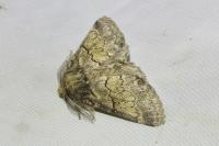 Gluphisia crenata