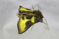 Diachrysia chrysitis/stenochrysis
