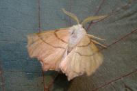 Ennomos erosaria