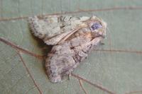 Brachylomia viminalis