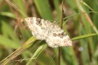 Epirrhoe alternata