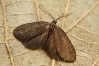 Psyche crassiorella