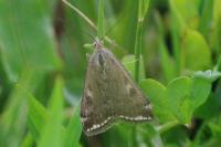 Loxostege sticticalis