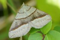 Scotopteryx luridata/mucronata