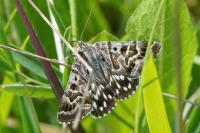 Euclidia mi
