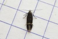Aproaerema anthyllidella