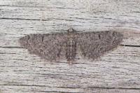 Eupithecia ultimaria