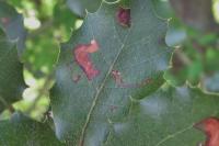 Ectoedemia heringella