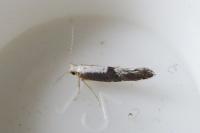 Argyresthia spinosella
