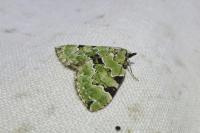 Colostygia pectinataria