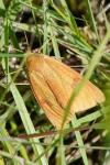 Diacrisia sannio