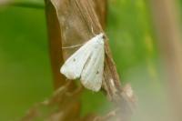 Cataclysta lemnata