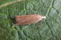 Nothris verbascella
