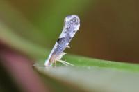 Argyresthia spinosella