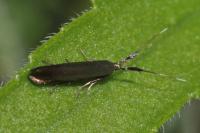 Coleophora deauratella