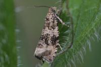 Celypha lacunana