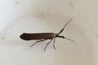Coleophora deauratella