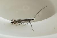 Micrurapteryx kollariella