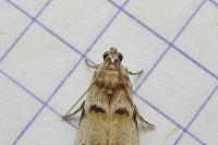 Acrobasis fallouella