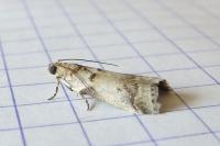 Acrobasis fallouella