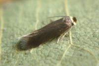 Bucculatrix nigricomella