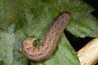 Mniotype solieri