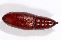 Mniotype solieri