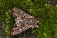 Mniotype solieri