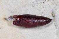 Mniotype solieri