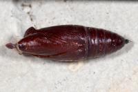Mniotype solieri