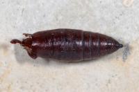 Mniotype solieri