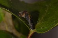 Coleophora betulella
