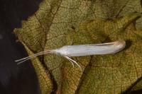 Coleophora betulella