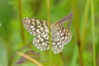 Chiasmia clathrata