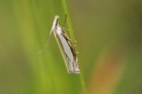 Crambus pascuella