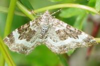 Epirrhoe alternata