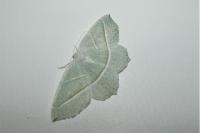 Campaea margaritaria