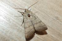 Charanyca trigrammica
