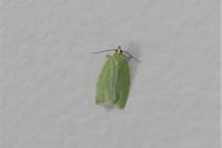 Tortrix viridana
