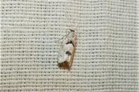 Epinotia bilunana