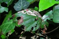 Stigmella aurella