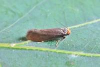 Incurvaria koerneriella