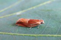 Ancylis mitterbacheriana