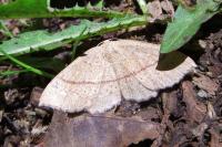 Cyclophora punctaria