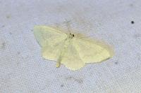 Scopula floslactata