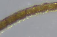 Thera variata