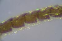 Thera britannica
