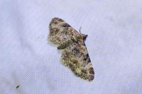 Eupithecia pulchellata