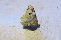 Macaria notata