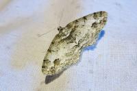Paradarisa consonaria